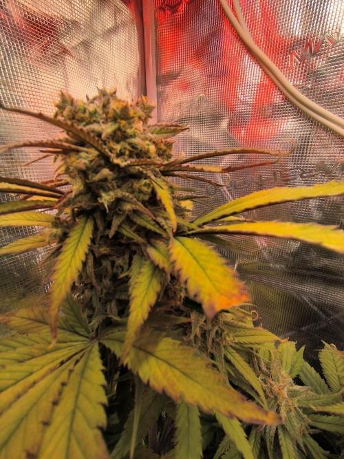 Lemon Cherry Cookies Auto. Week 8