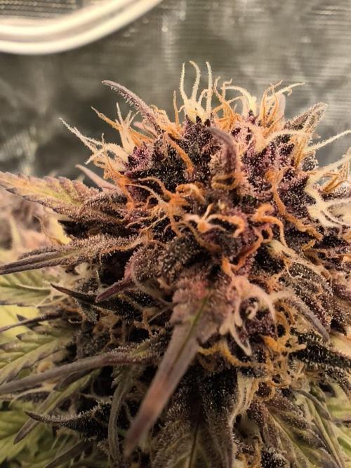 Lemon Cherry Cookies Auto. Week 8