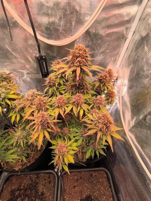 Lemon Cherry Cookies Auto. Week 9