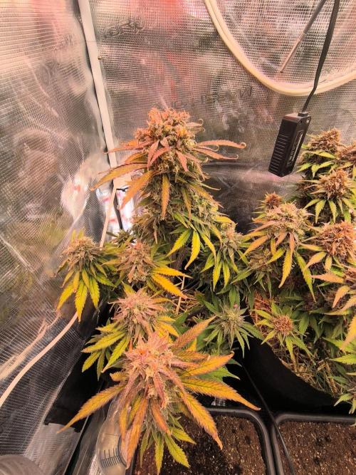 Lemon Cherry Cookies Auto. Week 9