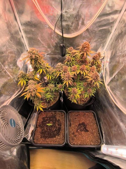 Lemon Cherry Cookies Auto. Week 9