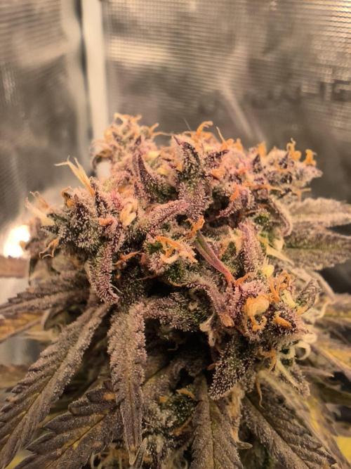 Lemon Cherry Cookies Auto. Week 9