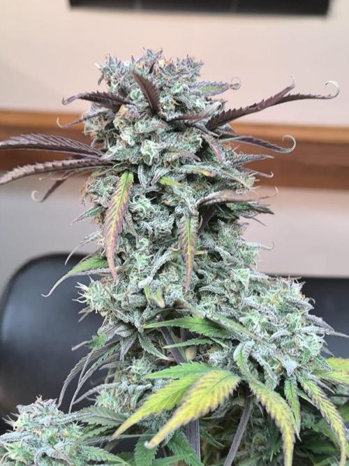 Lemon Cherry Cookies Auto. Week 9