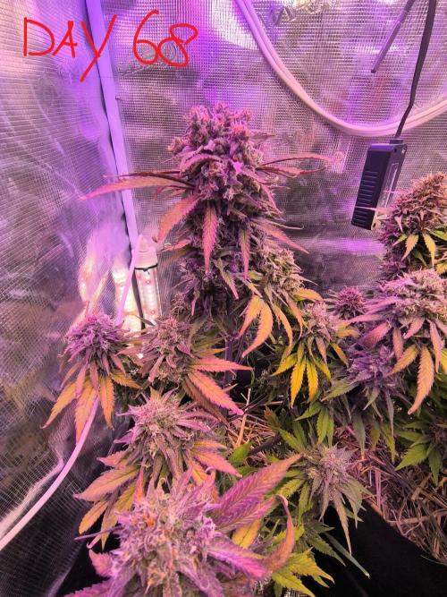 Lemon Cherry Cookies Auto. Week 9