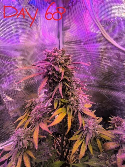 Lemon Cherry Cookies Auto. Week 9