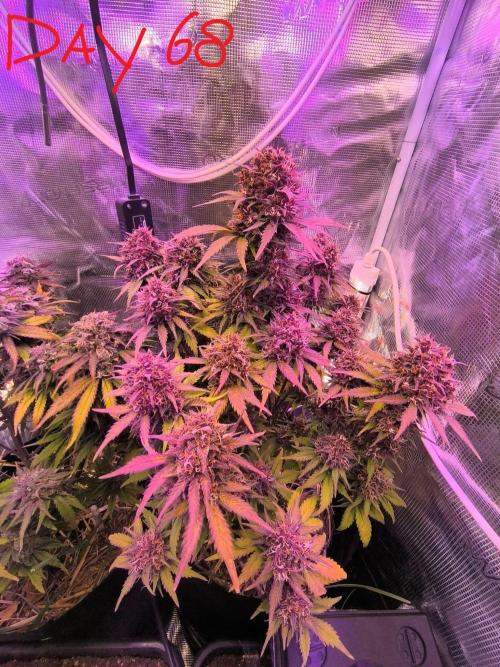 Lemon Cherry Cookies Auto. Week 9