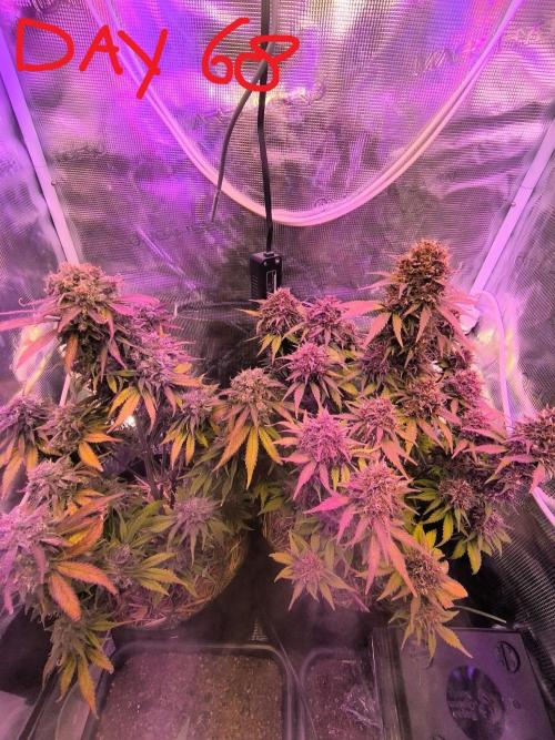 Lemon Cherry Cookies Auto. Week 9