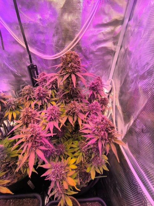 Lemon Cherry Cookies Auto. Week 10
