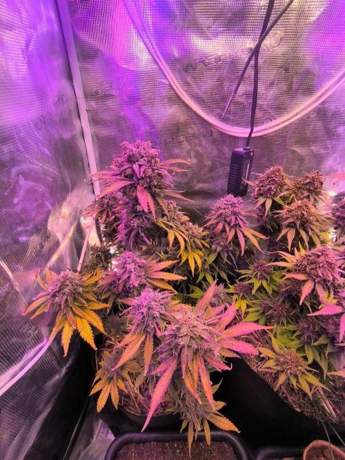 Lemon Cherry Cookies Auto. Week 10