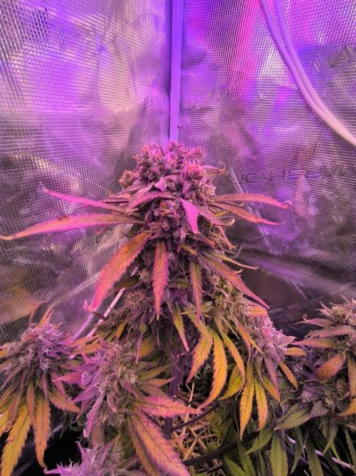 Lemon Cherry Cookies Auto. Week 10