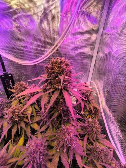 Lemon Cherry Cookies Auto. Week 10