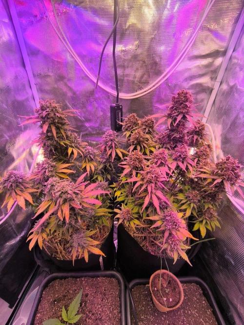 Lemon Cherry Cookies Auto. Week 10