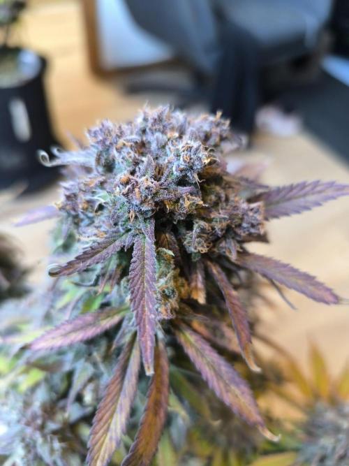 Lemon Cherry Cookies Auto. Week 11