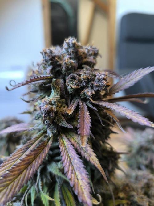 Lemon Cherry Cookies Auto. Week 11