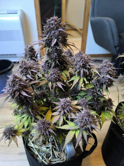 Lemon Cherry Cookies Auto. Week 11