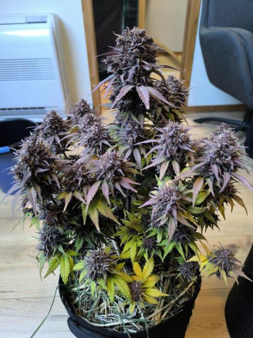 Lemon Cherry Cookies Auto. Week 11