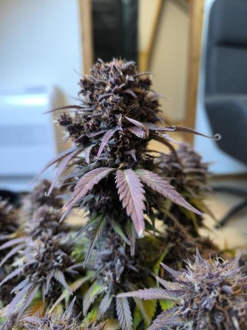 Lemon Cherry Cookies Auto. Week 11