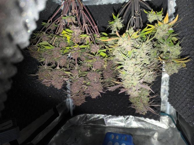 Lemon Cherry Cookies Auto. Week 11