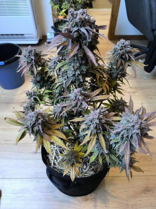 Lemon Cherry Cookies Auto. Week 11