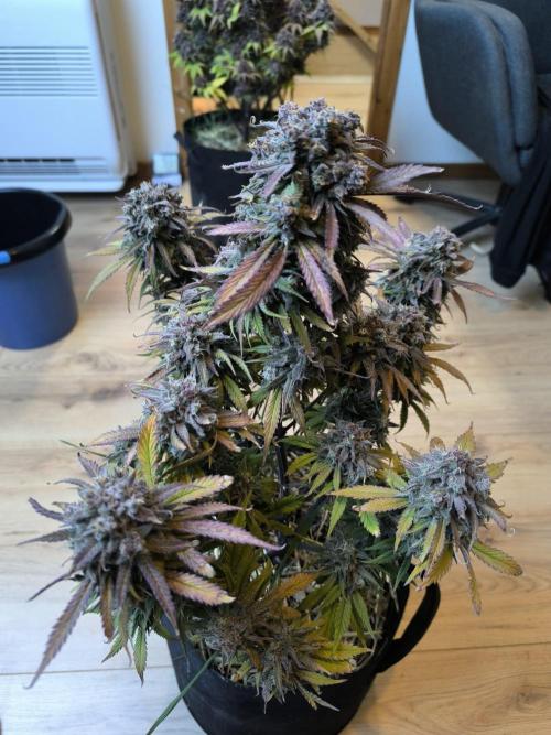 Lemon Cherry Cookies Auto. Week 11