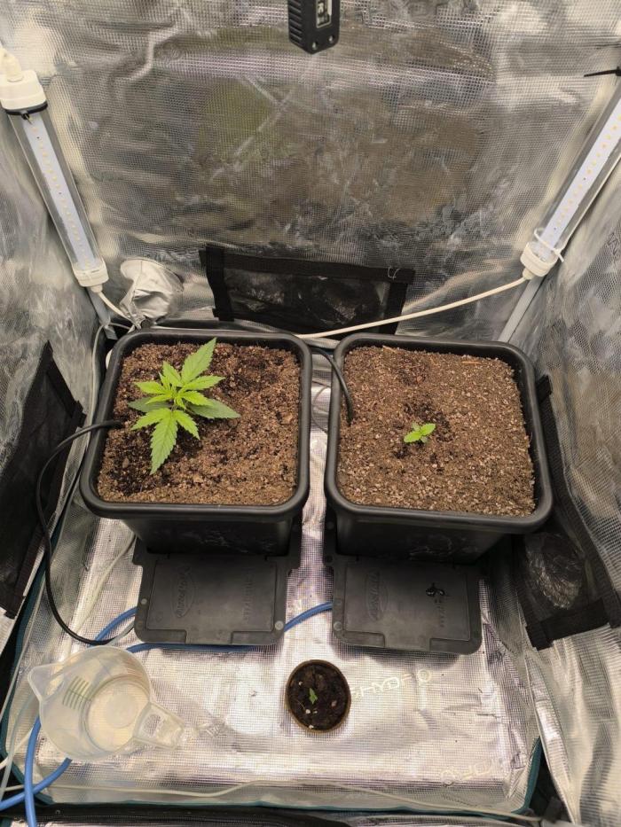 Blueberry auto. Week 1