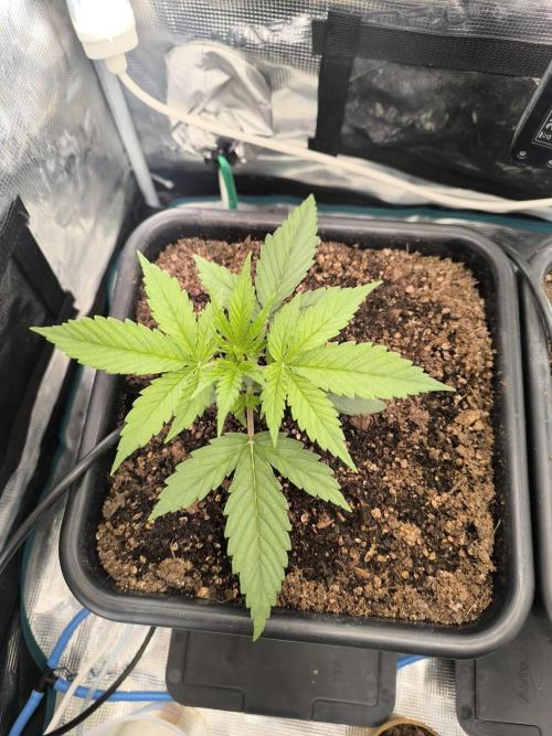 Blueberry auto. Week 2
