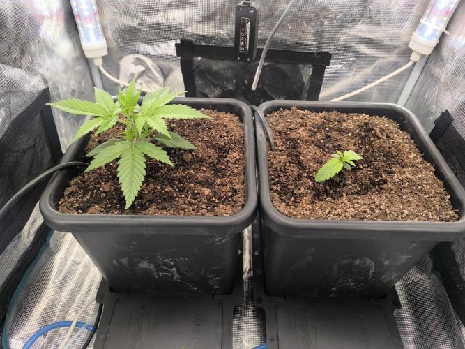 Blueberry auto. Week 2