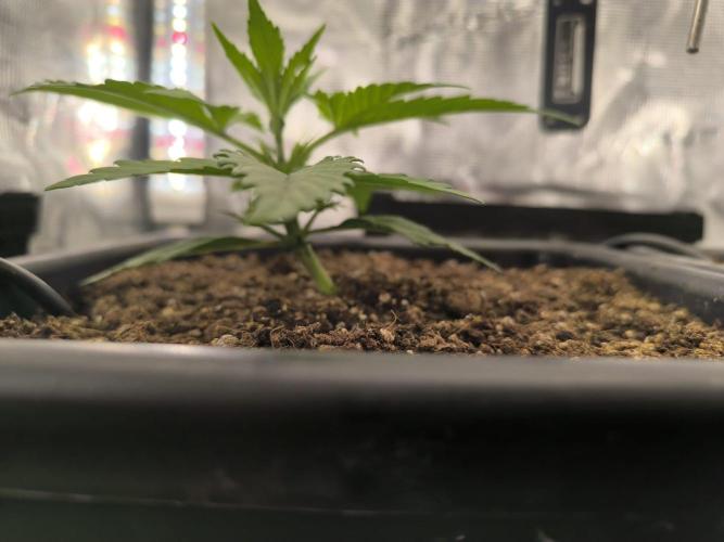 Blueberry auto. Week 2