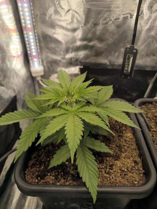 Blueberry auto. Week 2
