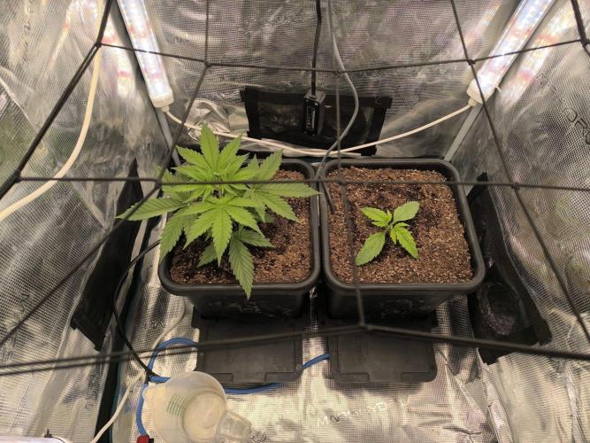 Blueberry auto. Week 2