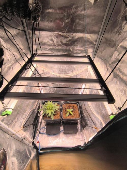 Blueberry auto. Week 2