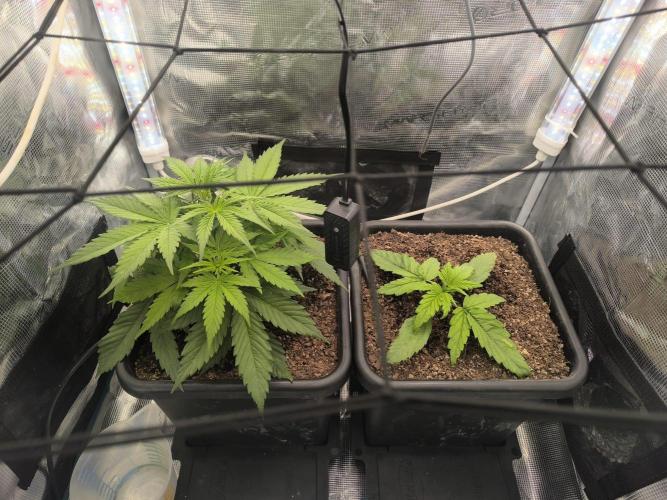 Blueberry auto. Week 3