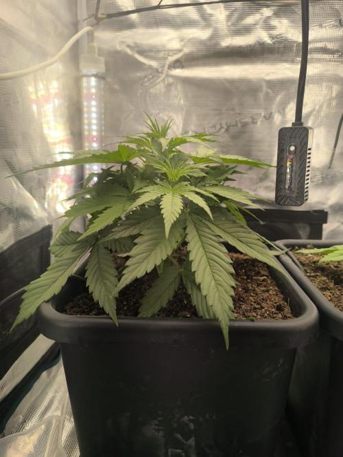 Blueberry auto. Week 3