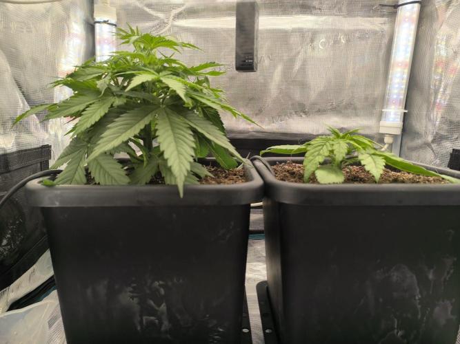 Blueberry auto. Week 3