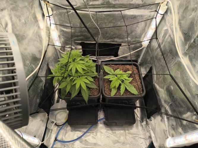 Blueberry auto. Week 3