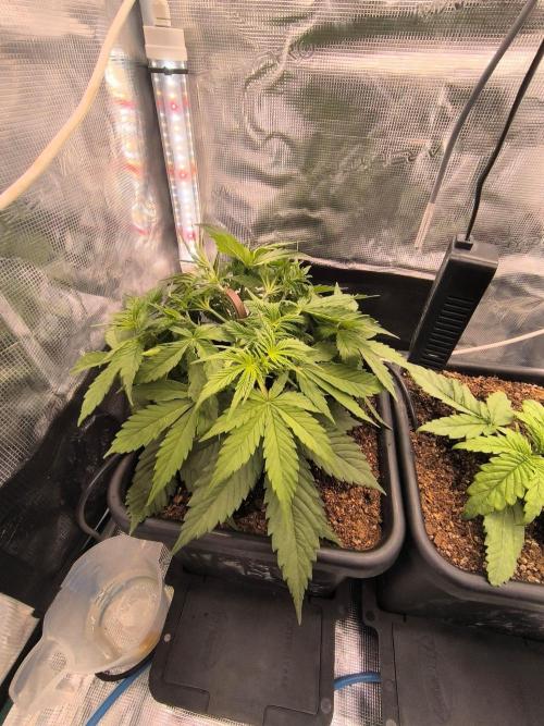 Blueberry auto. Week 3