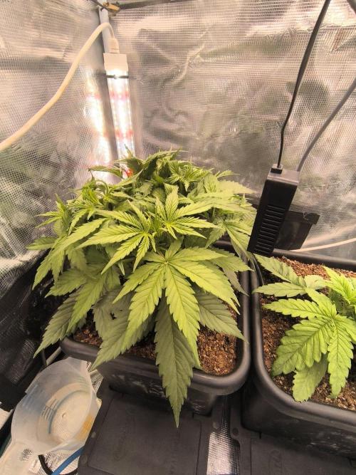 Blueberry auto. Week 3