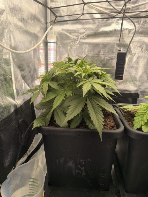 Blueberry auto. Week 3