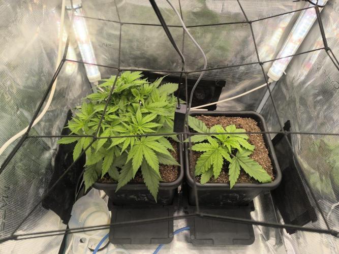 Blueberry auto. Week 3