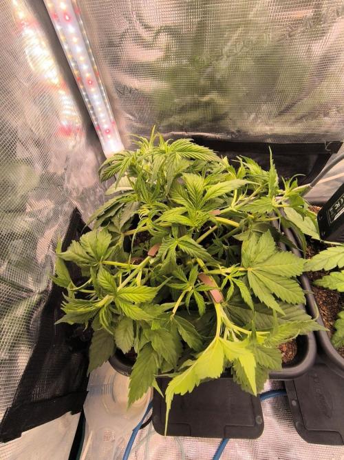 Blueberry auto. Week 3
