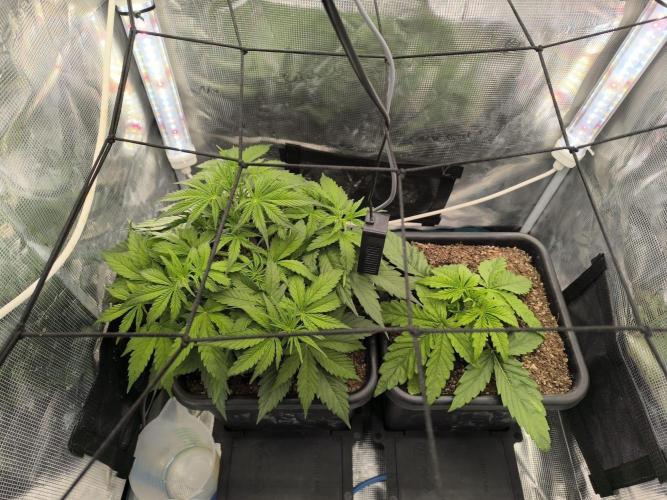 Blueberry auto. Week 3