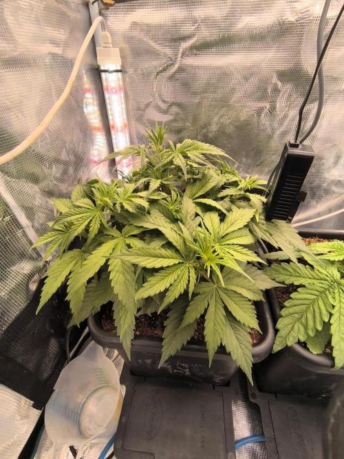 Blueberry auto. Week 3