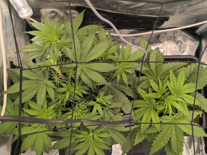 Blueberry auto. Week 4