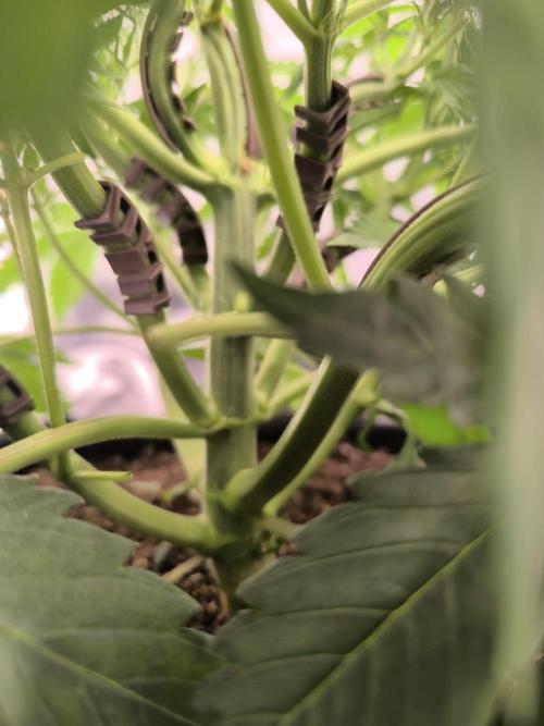 Blueberry auto. Week 4