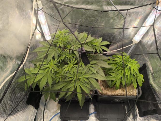 Blueberry auto. Week 4