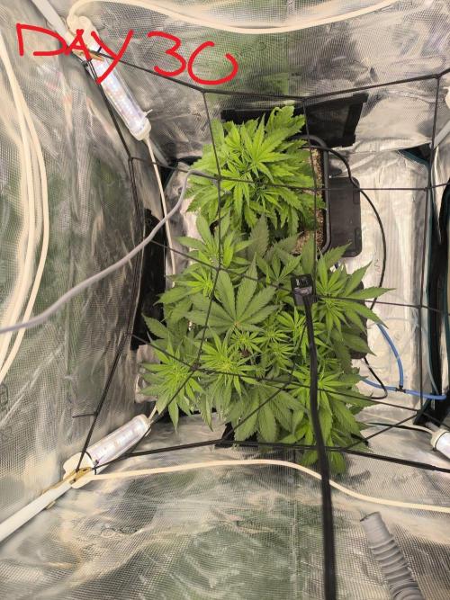 Blueberry auto. Week 4