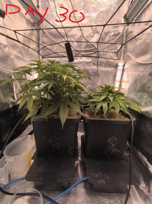 Blueberry auto. Week 4