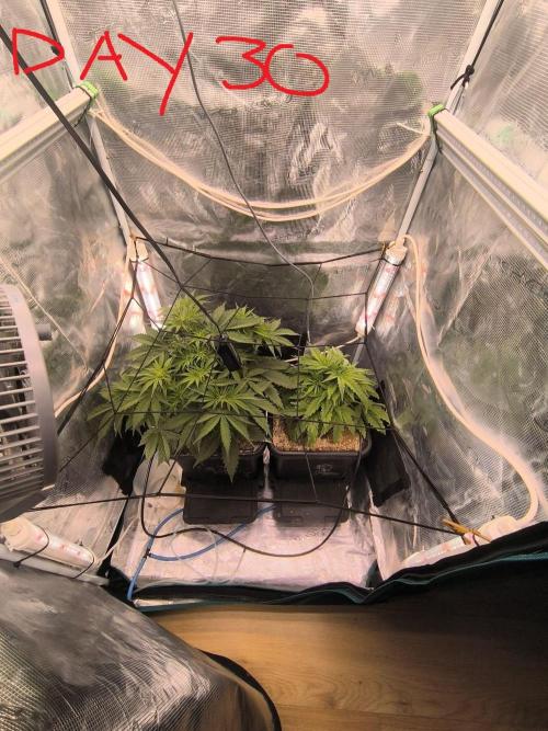 Blueberry auto. Week 4