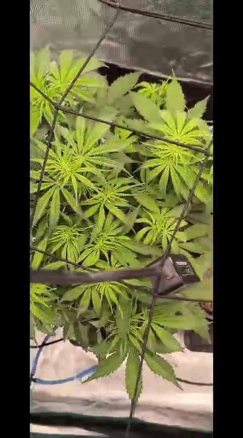 Blueberry auto