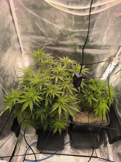 Blueberry auto. Week 5